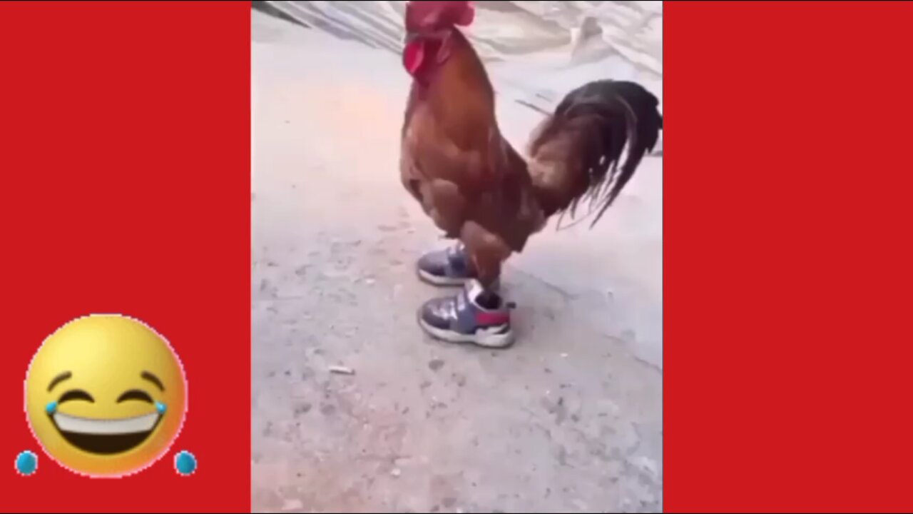 Shoes clumsy cock