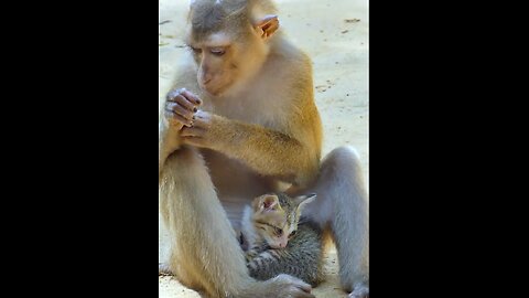Monkey plays with cute cat like and lollow please