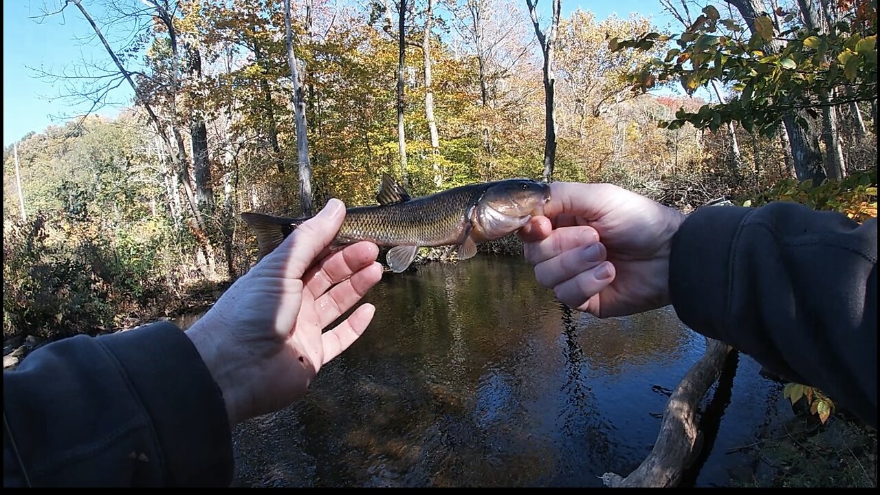 It’s that Fallfish time of year!