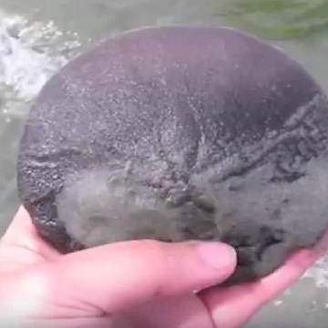 Woman Makes Stunning Realization After Finding Sand Dollar