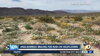 Anza-Borrego bracing for rush on wildflowers