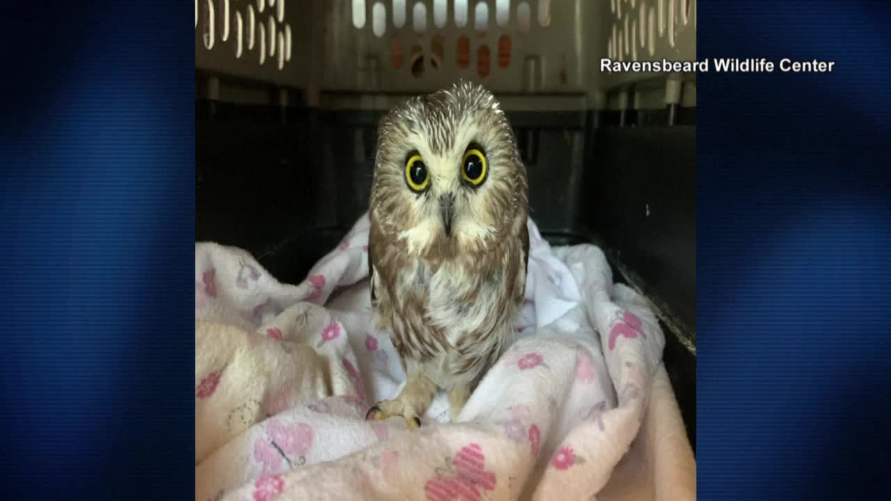 Tiny owl rescued from 30 Rock Christmas tree at New York City's Rockefeller Center