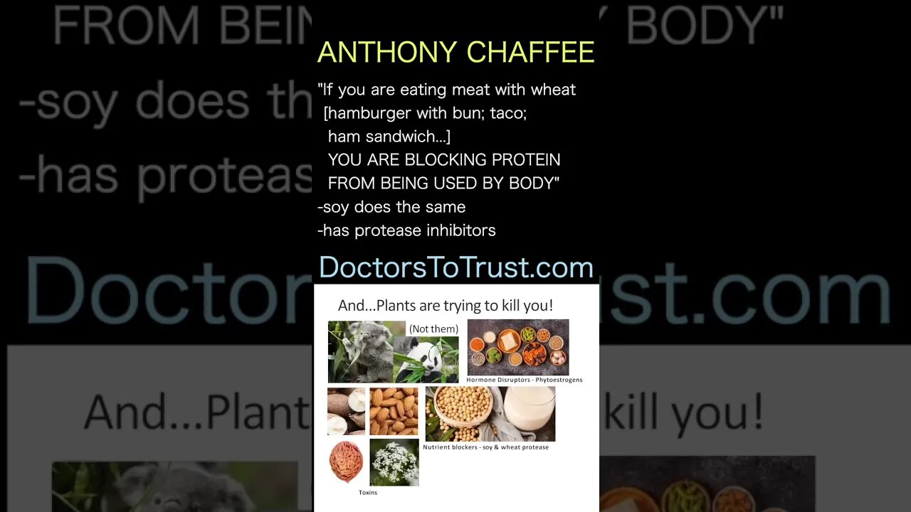 DR ANTHONY CHAFFEE. Protease inhibitors, in wheat and soy, BLOCK protein from being used by body