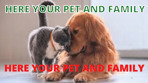 🤣Funny cat Videos 🤣 🐶 It's time to LAUGH with cat's life