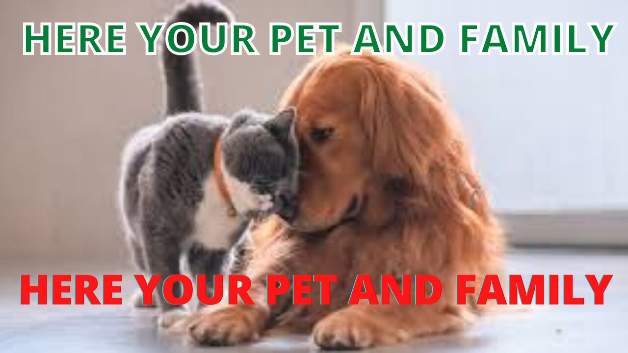 🤣Funny cat Videos 🤣 🐶 It's time to LAUGH with cat's life