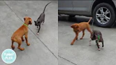 Puppy Meets Hairless Cat