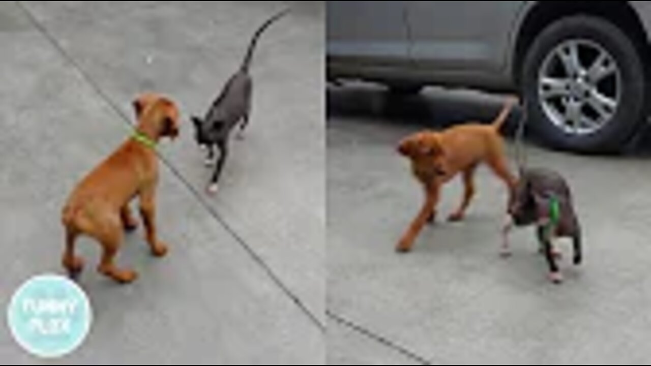 Puppy Meets Hairless Cat