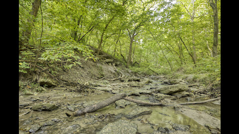 Psalm 1 and Trees by Streams