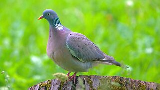 Female Common Wood Pigeon Perching on a Tree Stump