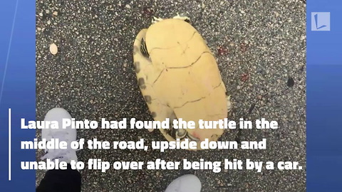 Moments After Rescuers Pick Up Turtle, She Can't Hold in Her Eggs Any Longer