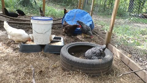 Burrito and Chimichanga for Chickens.