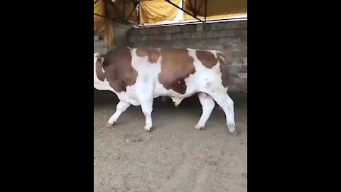Big cow