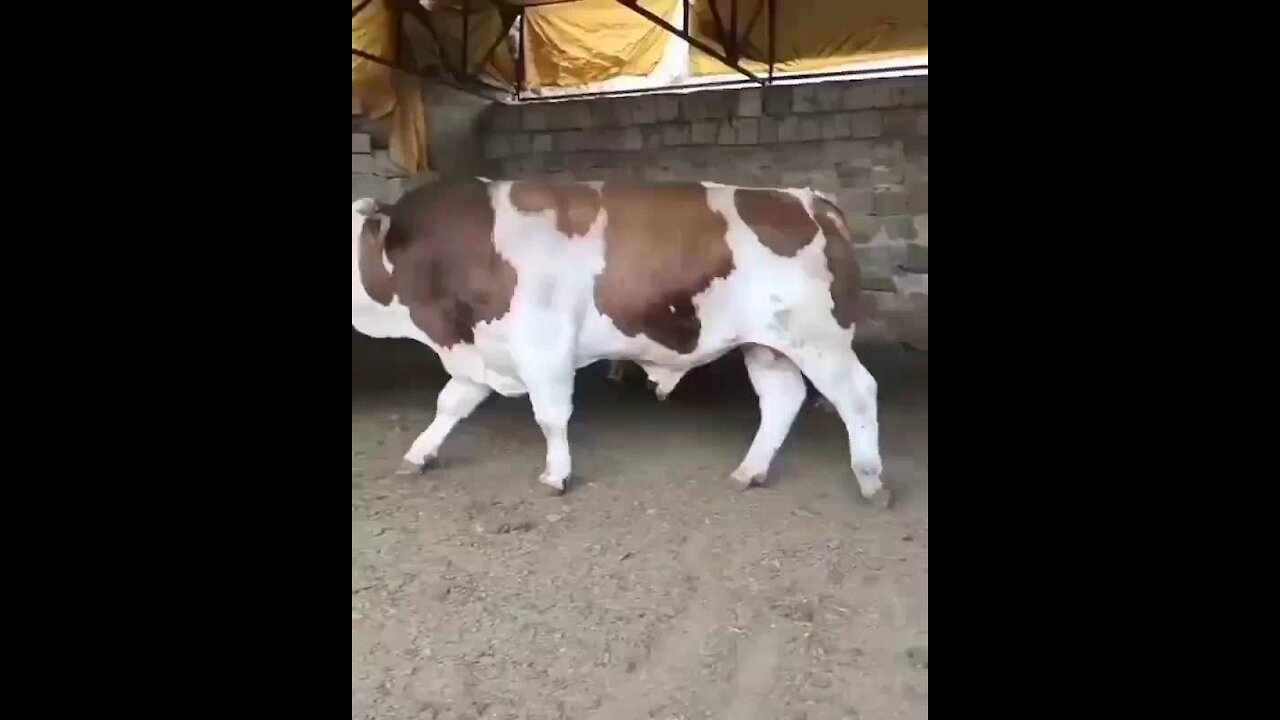 Big cow