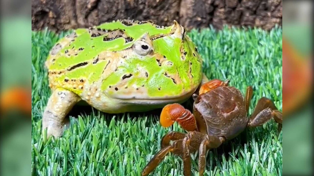 Frog vs. Mr. Krabs | Funny | Pet Ceratophrys