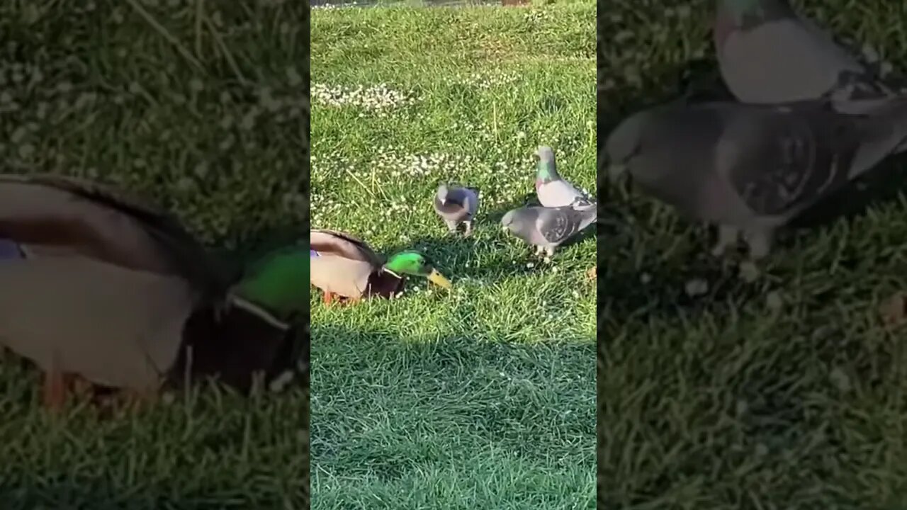 I’m not a Duck… I’m a Pigeon #shorts #duck #pigeon