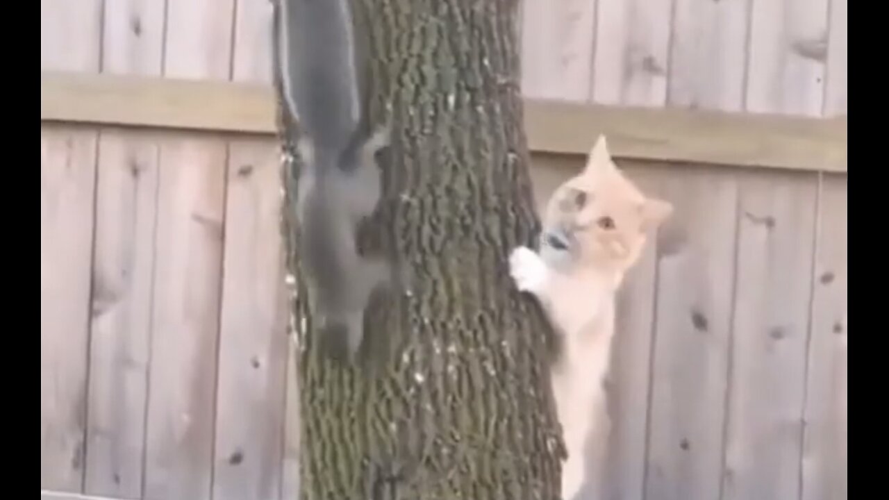 Funny! Cat vs Squirrel 😹