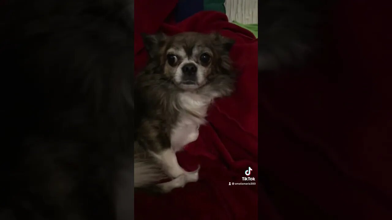 My baby Oxy ❤️🥰 #shorts #tiktokvideo