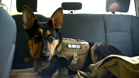 Veteran park ranger at Lower Granite teams up with service dog