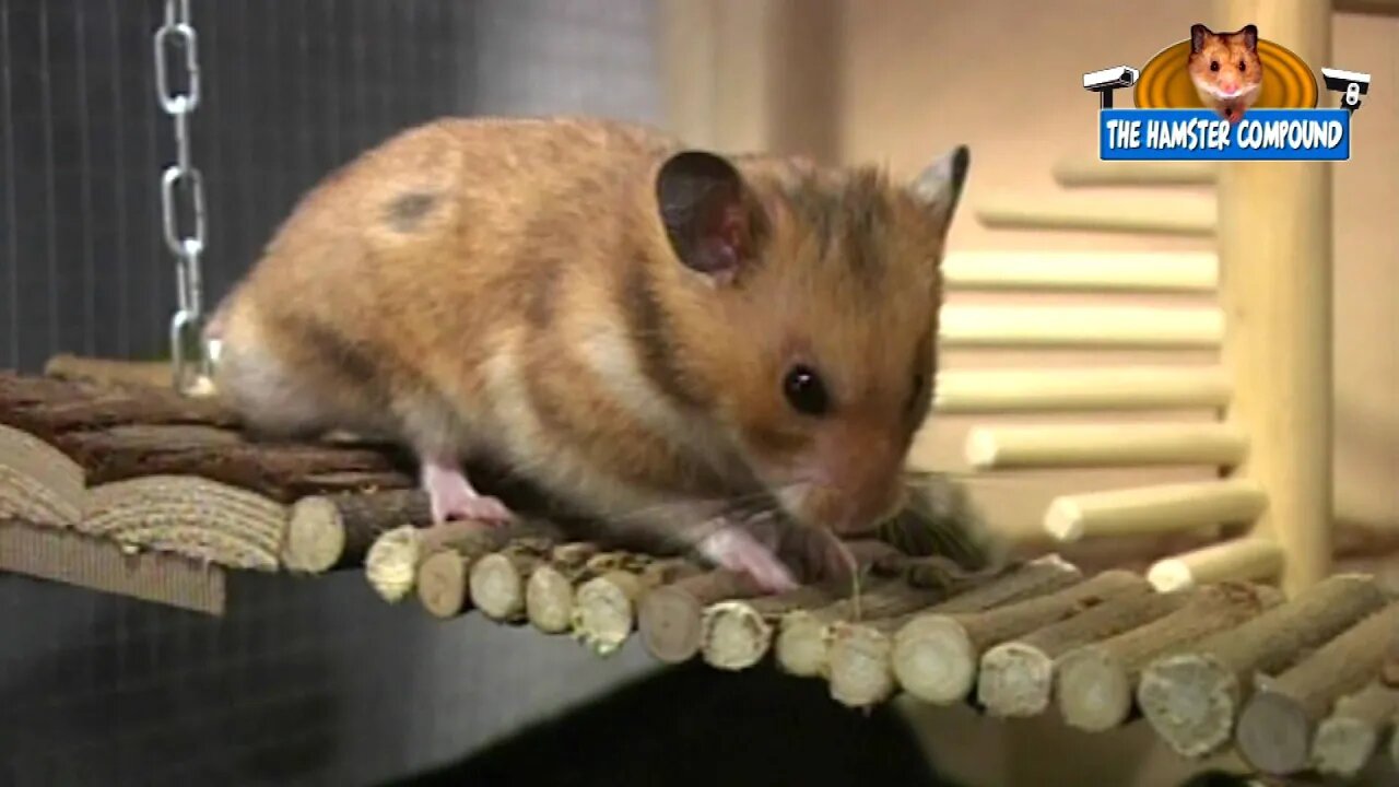 The Hamster Compound #3 Caught redhanded