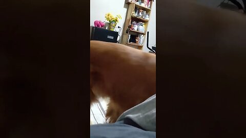 #dogsgow , #animals , #dogs , #shorts