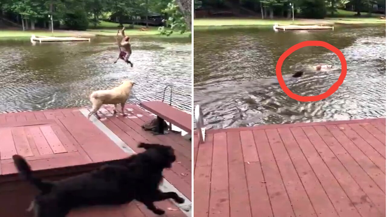 Dogs panic when owner swings out and falls into lake, then swim out to rescue him