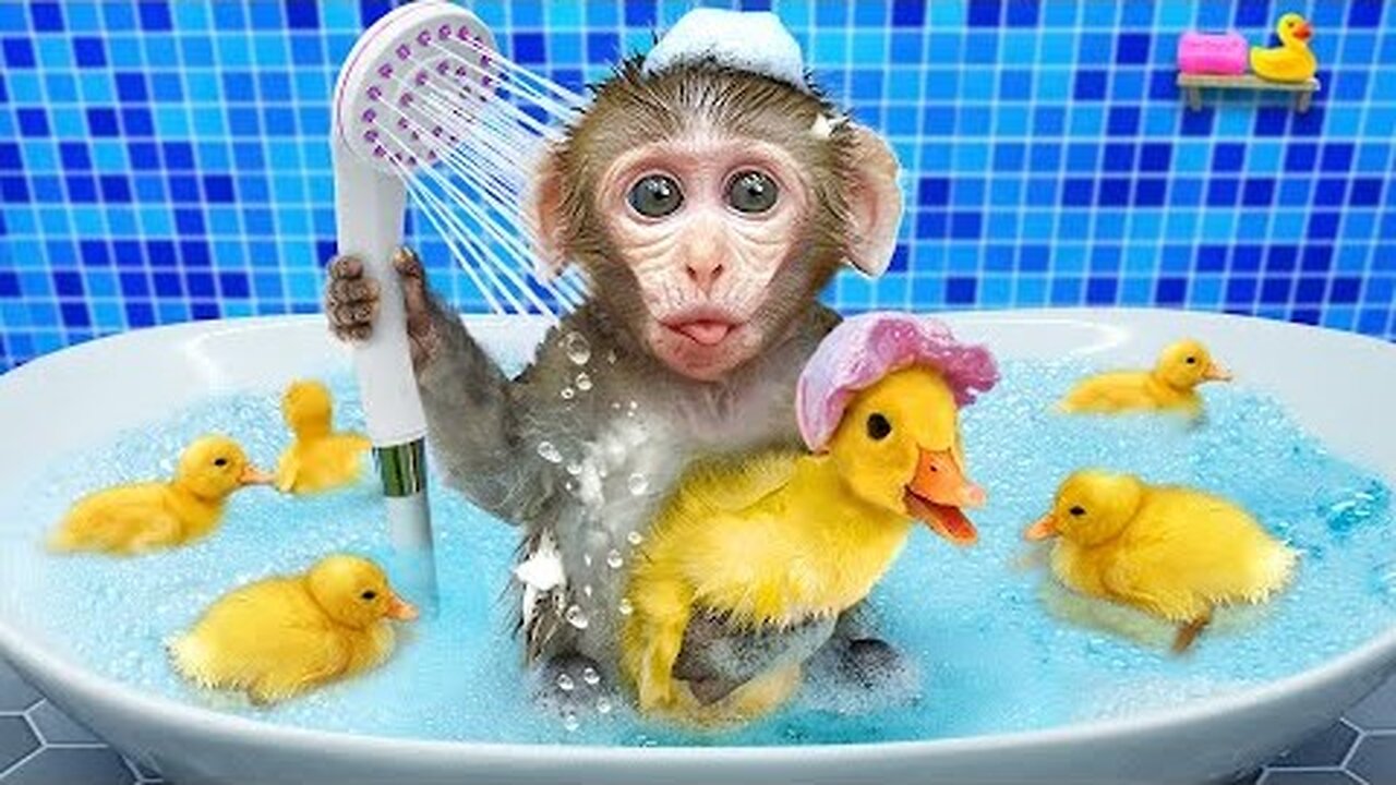 Monkey Nana goes to the toilet and plays with Ducklings | Monkey Nana