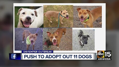 MCACC: 11 dogs who tested positive for distemper need to be adopted Thursday