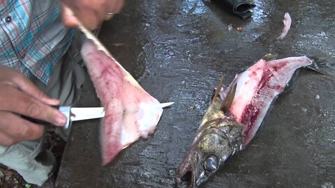 MidWest Outdoors TV Show #1566 - Tip of the Week on Walleye Fillet with Tony Roach.