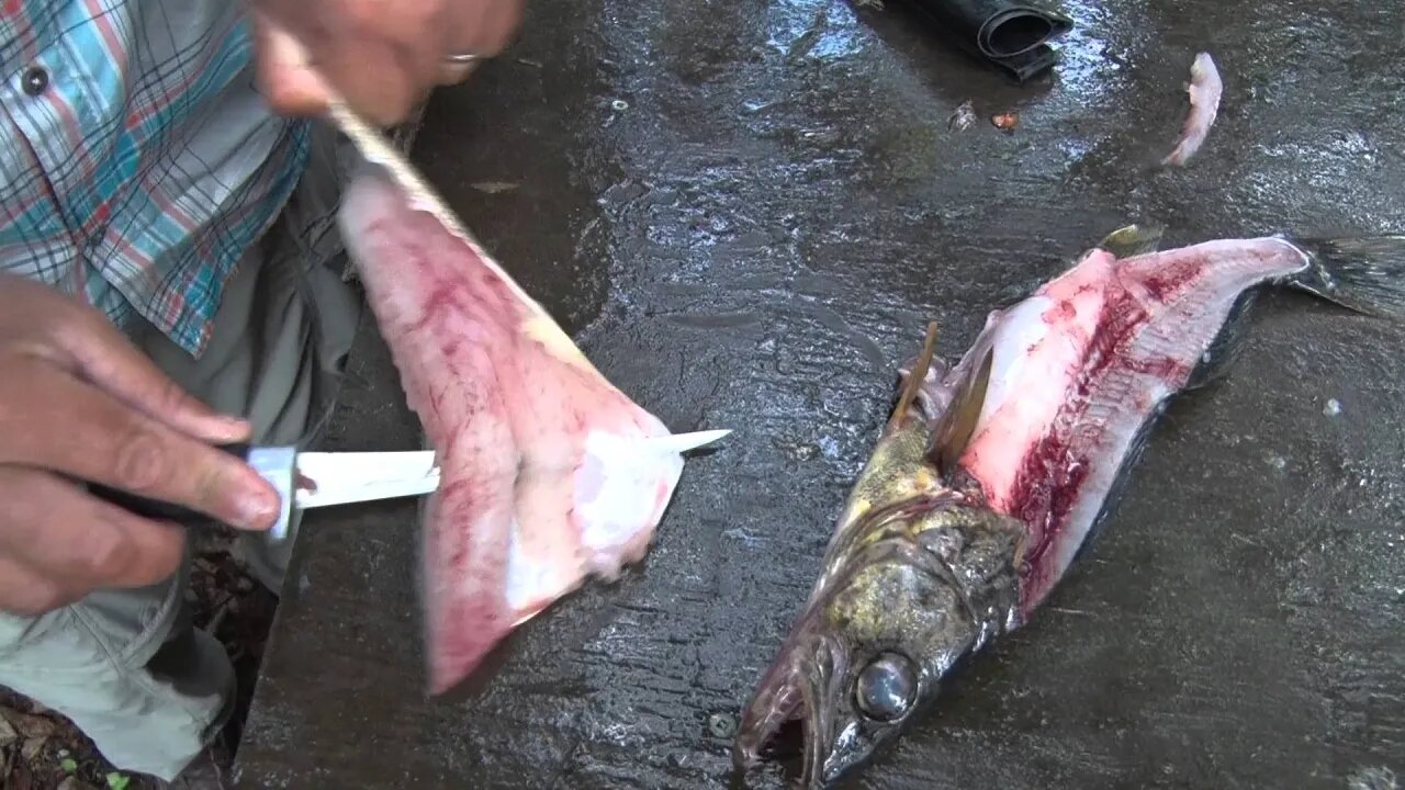 MidWest Outdoors TV Show #1566 - Tip of the Week on Walleye Fillet with Tony Roach.
