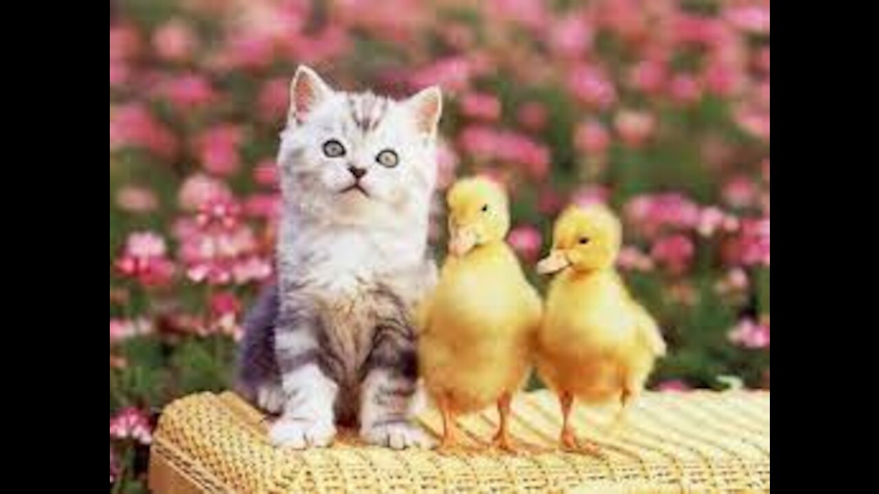 cats vs ducks