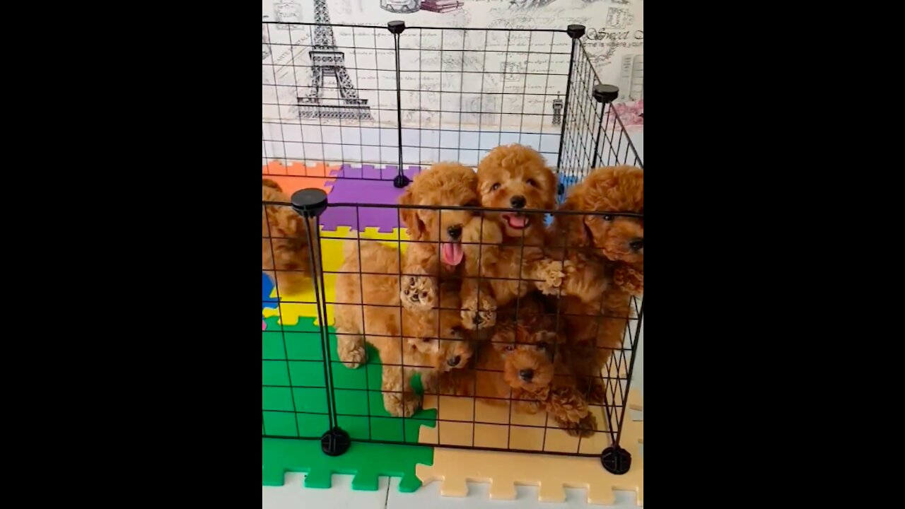 How many dogs cute in the video?