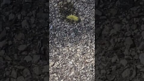 i almost stepped on that #shorts