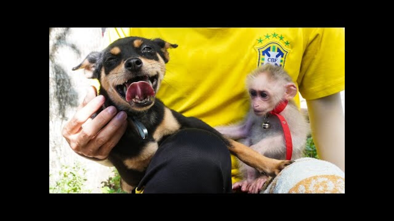 Baby monkey happily playing with puppies