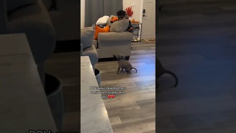 Soljasmin Video's Poor Bubba Just Wants To Play