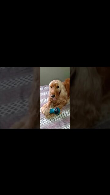 #dogshow , #animals , #dogs , #shorts