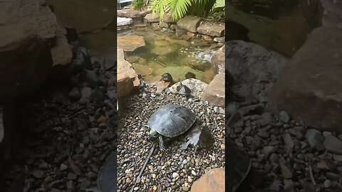 Turtles hit the new pond! #turtle #turtles #turtlepond #ponds #pond #shorts