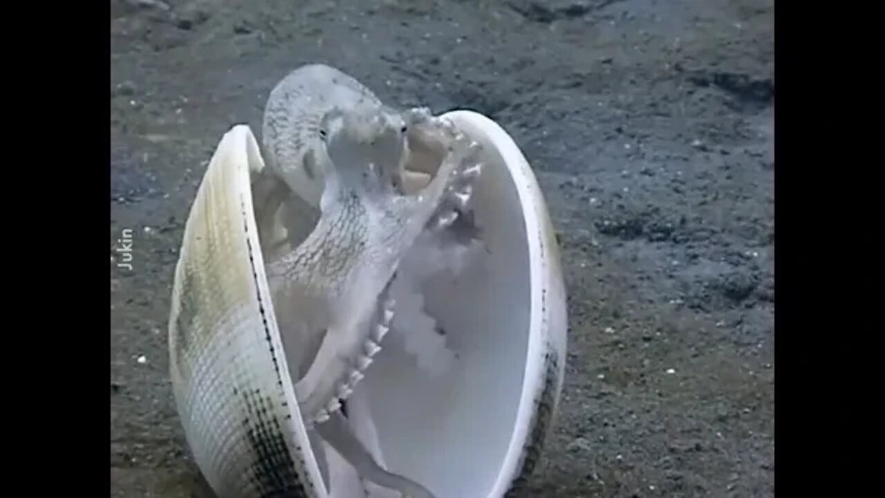 Coconut Octopus Closes Itself in Clam Shell⭕️