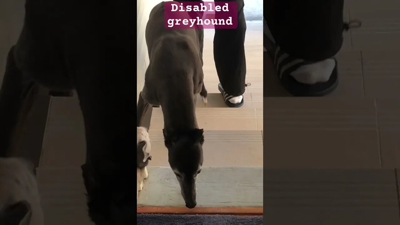 Disabled greyhound walks up steps