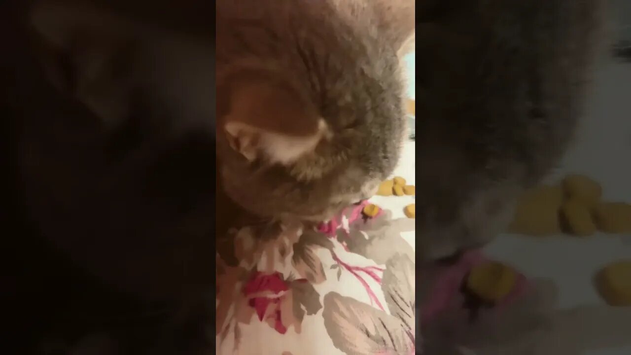 Cutie