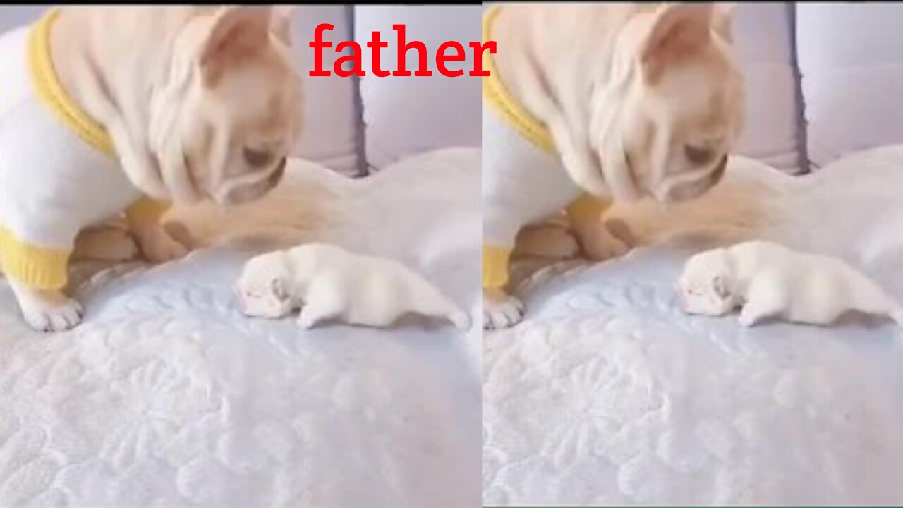 OMG_So_Cute_♡_Best_Funny_Cats_and_Dogs_Compilation