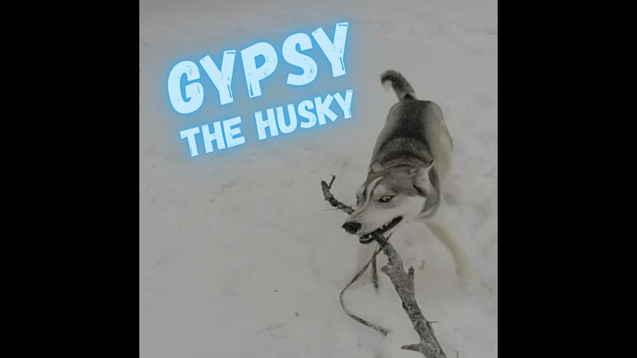 Playful Husky Is So Obsessed With His Stick That He Doesn’t Wanna Let Go! (with slo-mo)