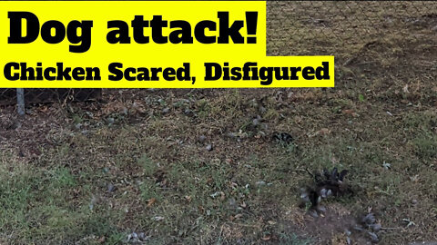 Chicken Attacked by Dog in MY YARD!