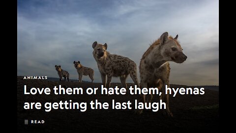 Love them or hate them, hyenas are getting the last laugh