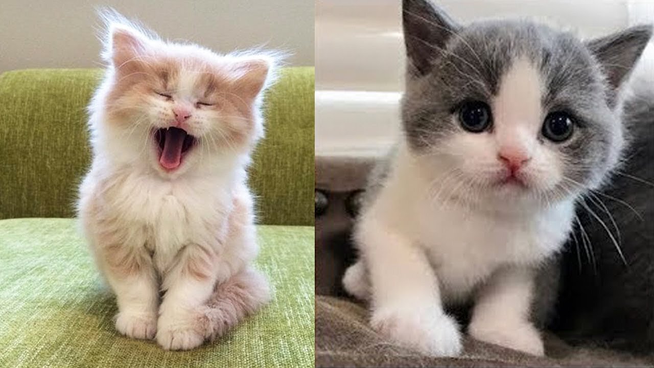 || CUTE 🥰 BABY CAT || MEOW