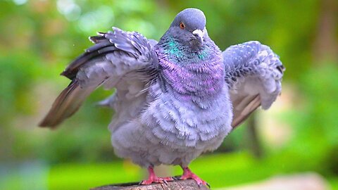 Prime Pigeon Specimen Posturing on a Log