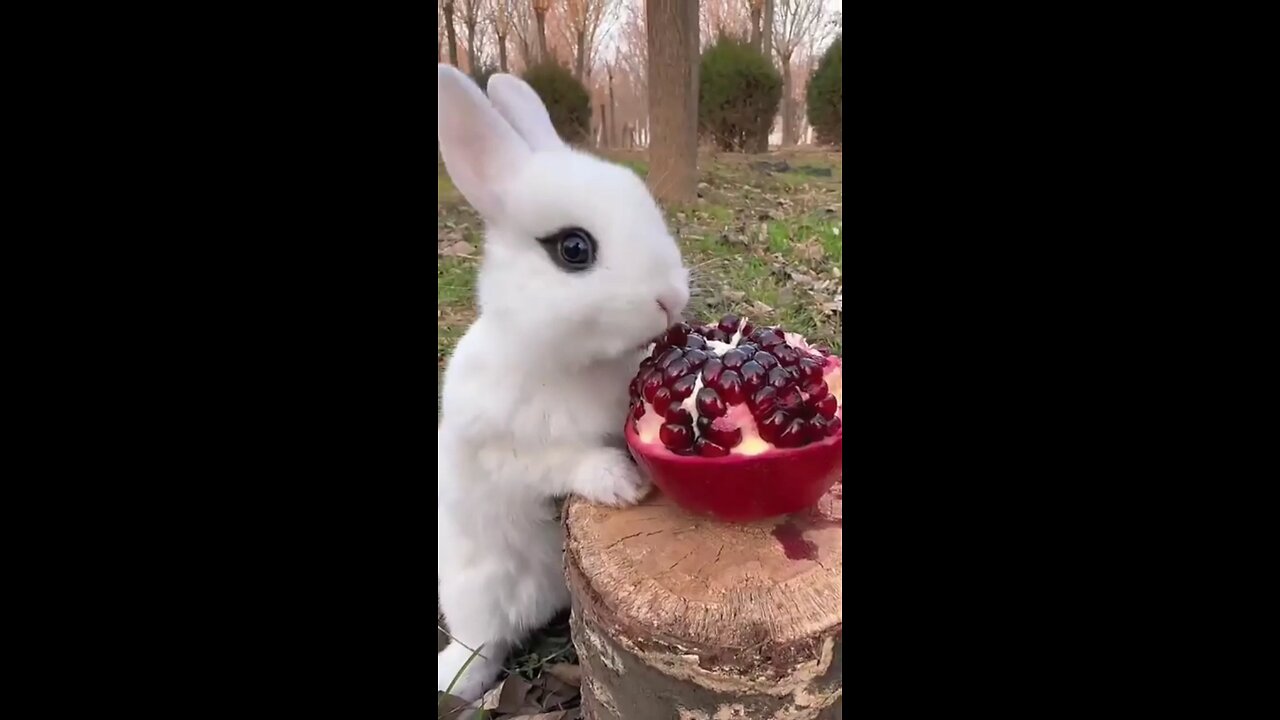 My Cute rabbit 🐰🤩🤩