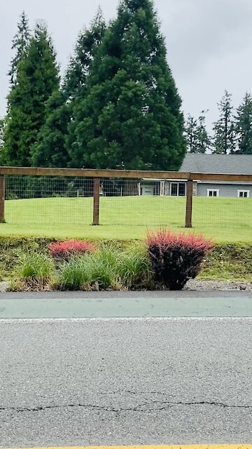 The fencing I need built eventually...