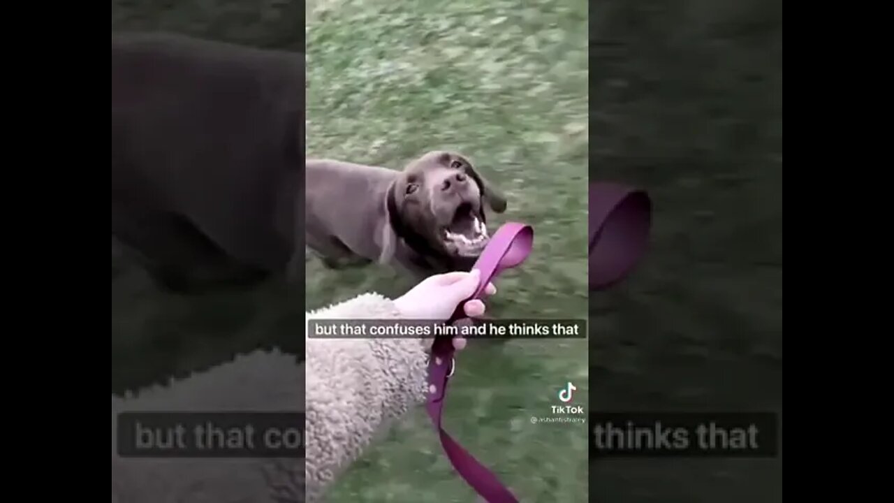 Dog takes his human out for a walk