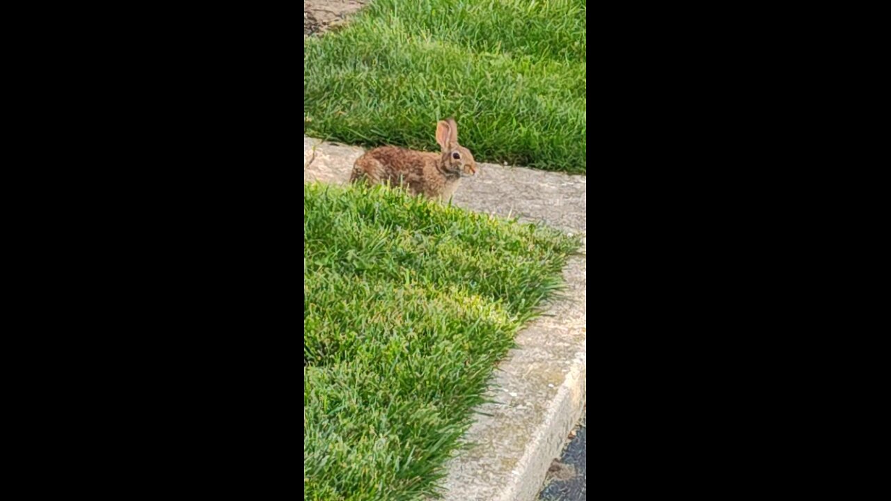 Friendly Neighborhood bunny