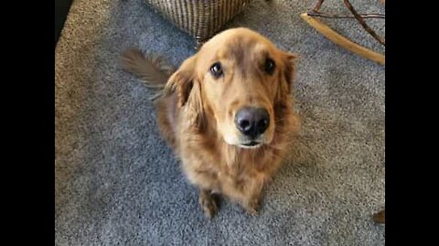 Hund hjelper eieren å lage smørbrød